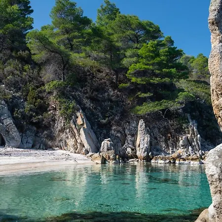 Thespis 3 * Συκιά